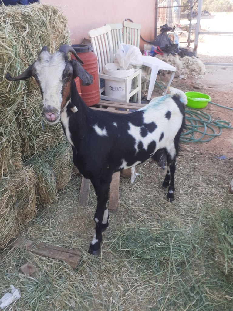 Αχαΐα: Διασώσεις ζώων από φιλοζωικά σωματεία αλλά και εθελοντές πυροσβέστες