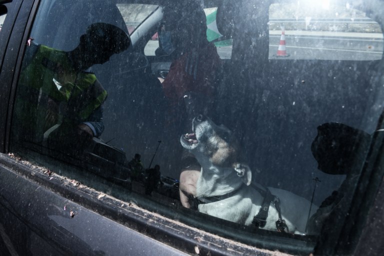 Θεσσαλονίκη: Άφησε τον σκύλο της στο αμάξι με κλειστά παράθυρα – Συνελήφθη από την ΕΛ.ΑΣ, επιβλήθηκε πρόστιμο