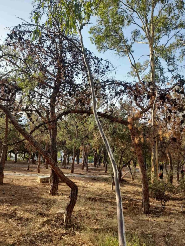 Απομακρύνθηκαν ξερά πεύκα από γνωστό άλσος