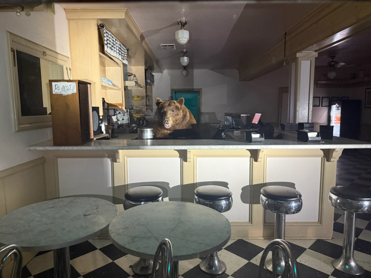 Καλιφόρνια: Αρκούδα εισέβαλε σε παγωτατζίδικο και «τσάκισε» το παγωτό φράουλα – Δείτε φωτογραφίες