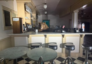 Καλιφόρνια: Αρκούδα εισέβαλε σε παγωτατζίδικο και «τσάκισε» το παγωτό φράουλα – Δείτε φωτογραφίες