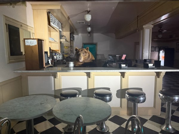Καλιφόρνια: Αρκούδα εισέβαλε σε παγωτατζίδικο και «τσάκισε» το παγωτό φράουλα – Δείτε φωτογραφίες