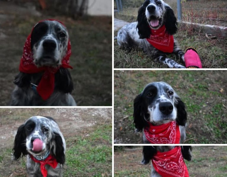 Χαλκιδική: Οικογένεια καταγγέλλει ότι άγνωστος πυροβόλησε και σκότωσε το σκυλί της στην αυλή του σπιτιού της