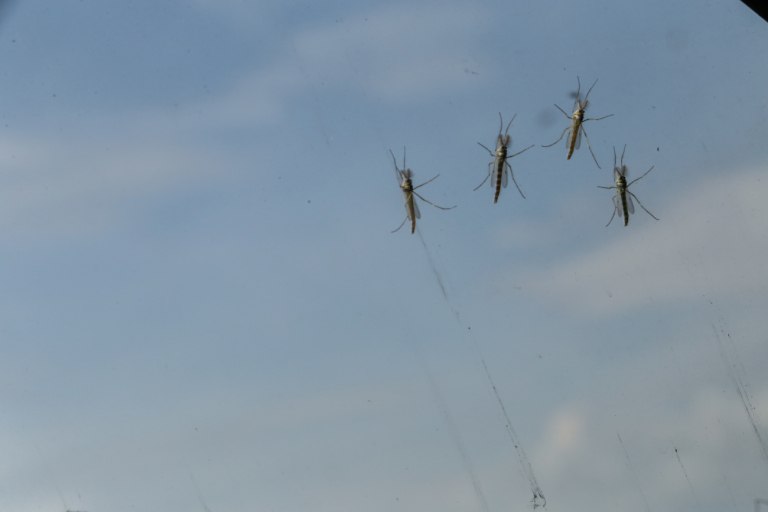 Η Αττική στο στόχαστρο των κουνουπιών