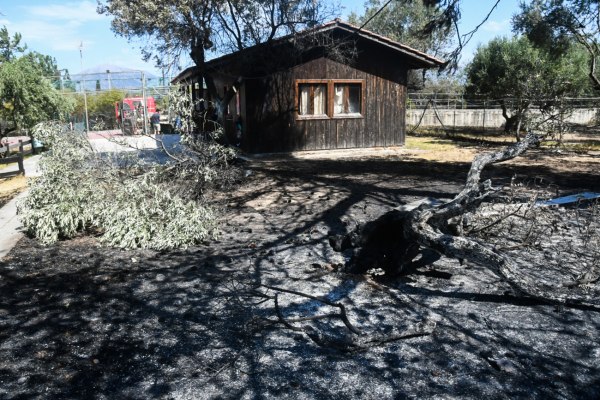 Μαρκογιαννάκη: Τεράστιες ευθύνες της κυβέρνησης για τις πυρκαγιές – Ντροπή όσα είπε η Βούλτεψη