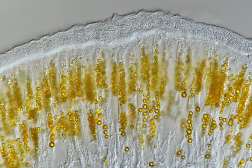 Χρυσαφένια σωματίδια σανδαράχης διακρίνονται μέσα στο δέρμα του σκουληκιού (Wang H, et al.,, PLOS Biology 2025)