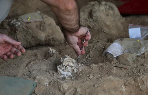 Στη Γεωργία βρέθηκε ένα από τα αρχαιότερα ανθρώπινα απολιθώματα εκτός Αφρικής