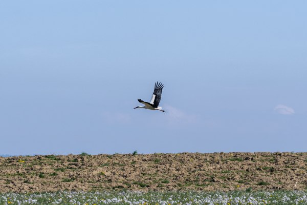 Μοναδικό σκηνικό στη Μύκονο: Πελαργοί «σκίζουν» τους ουρανούς πάνω από το Νησί των Ανέμων