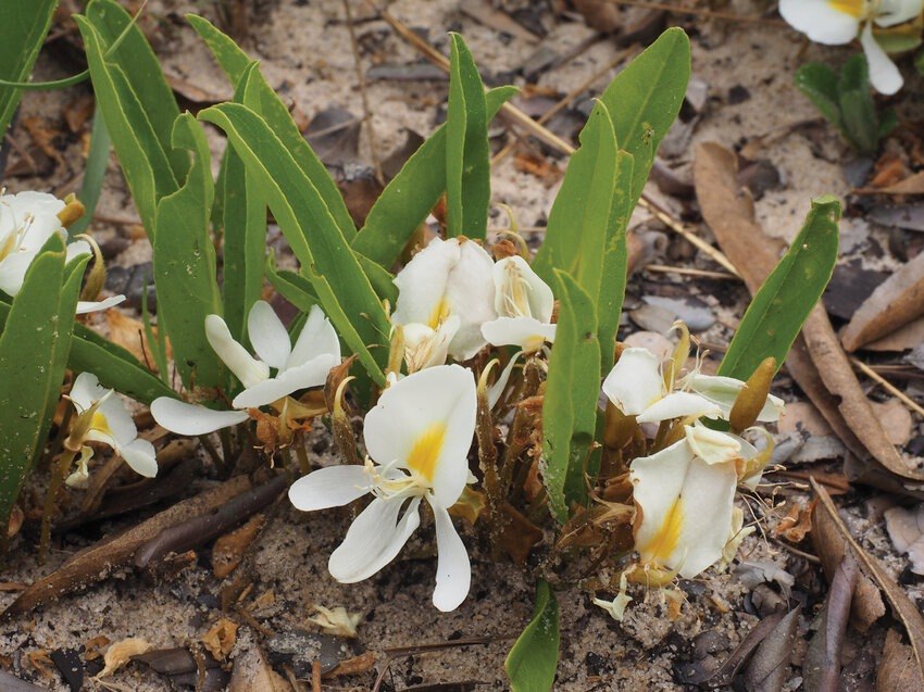 Άνθη του υπόγειου δέντρου Baphia arenicola στην έρημο Καλαχάρι (D. Goyder et al./2023)