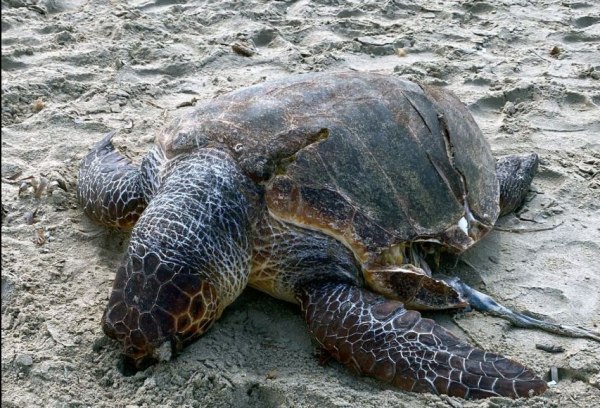 Νάξος: Νεκρή χελώνα caretta caretta από χτύπημα προπέλας