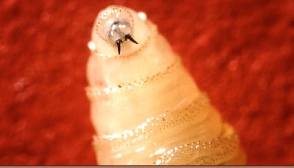 Συναγερμός στις ΗΠΑ: Ανιχνεύτηκε κρούσμα από το σαρκοφάγο παράσιτο «screwworm» σε άνθρωπο