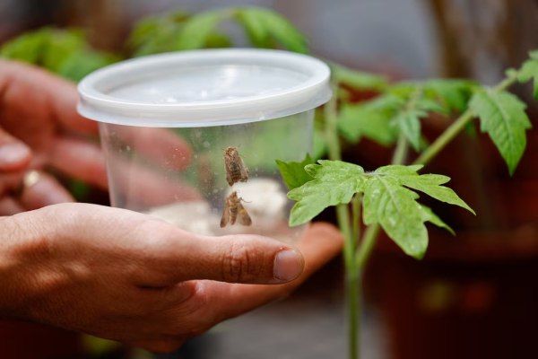 Όταν τα φυτά αναστενάζουν, τα έντομα κρυφακούν