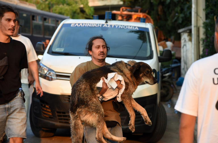 Αχαΐα: Μέσα στην κόλαση για μια αγκαλιά σωτηρίας – Οι ήρωες των ζώων