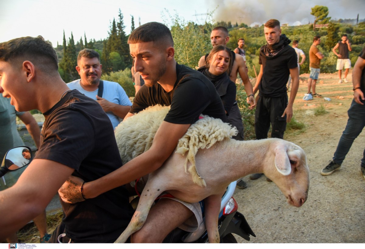 Επιχείρηση διάσωσης για τα ζώα στις πληγείσες από τη φωτιά περιοχές – Οι ενέργειες που έγιναν στην Πάτρα