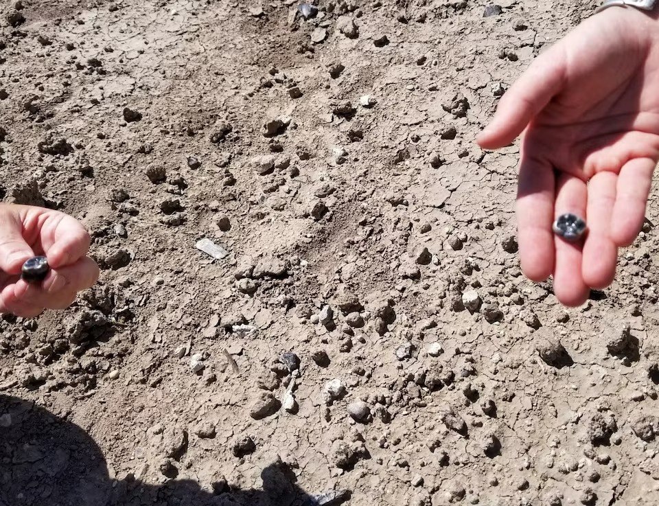 Τα απολιθωμένα δόντια βρέθηκαν στο επιφανειακό στρώμα του εδάφους (Amy Rector, Virginia Commonwealth University/Handout via Reuters)