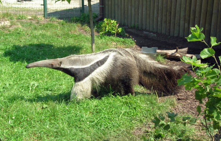 Η Εξέλιξη έχει ταλέντο να επινοεί μυρμηγκοφάγους