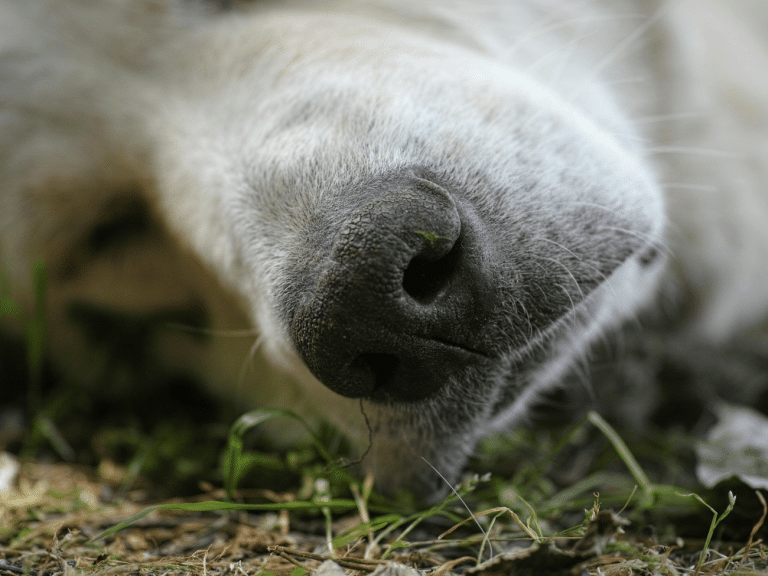 Οι πρώτες βοήθειες μπορούν να σώσουν τα αθώα πυρόπληκτα ζωάκια