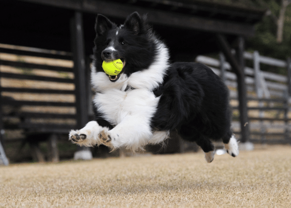 Πάρκο για σκύλους: Συμβουλές για μια ασφαλή βόλτα