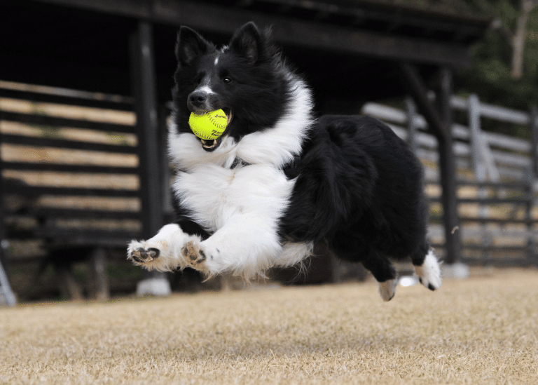 Πάρκο για σκύλους: Συμβουλές για μια ασφαλή βόλτα