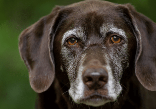 Ξάνθη: Σύλληψη 46χρονου που κατηγορείται ότι σκότωσε σκύλο με κυνηγετικό όπλο