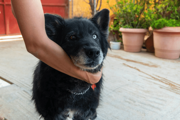 Πυρκαγιά: Ασκήσεις ετοιμότητας από εθελοντές για τη διάσωση των ζώων στα καταφύγια