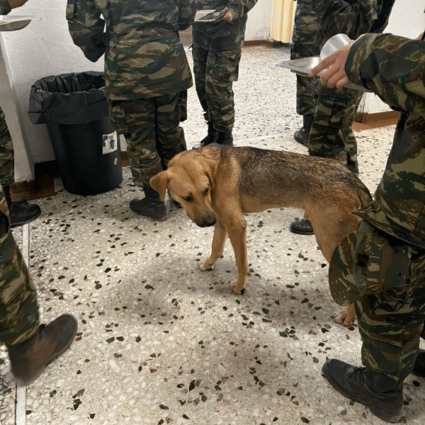 Μαρτυρικές ημέρες περνούν 17 σκύλοι στο ΚΕΤΘ του Αυλώνα