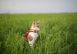 Μήπως αναρωτιέστε εάν η γάτα σας θέλει να βγει βόλτα; – Πώς θα το μάθετε
