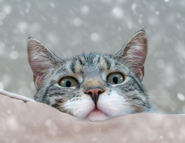 Βρετανία: Διεθνές δίκτυο βασανίζει γάτες και αναρτά τα βίντεο στο διαδίκτυο – Αποκάλυψη του BBC