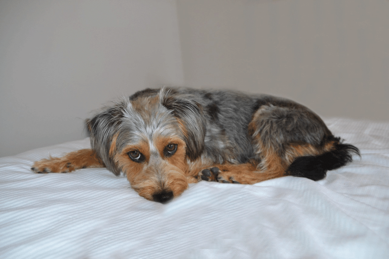 Καρκίνος μαστού: Παρουσιάζεται και στον σκύλο