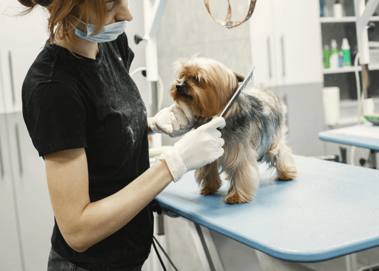 Σκύλος: Η περιποίηση του σώματός του μετά τις διακοπές – Τα μέρη που εξετάζουμε σχολαστικά