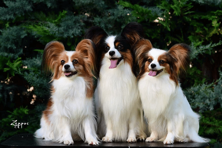 Ο σκύλος Παπιγιόν: Μάτια γεμάτα εξυπνάδα, αεικίνητος, αναπνέει μόνο για την οικογένεια του