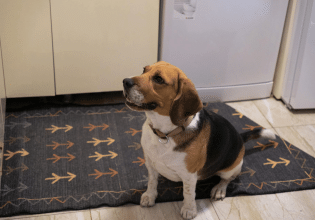 Η πιο υγιεινή, νόστιμη και θρεπτική πίτσα για τον σκύλο μας