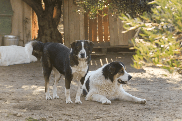Οι εθελόντριες που πασχίζουν για τα αδεσποτάκια – Πώς επέζησαν τέσσερα κουταβάκια που είχαν βυθιστεί σε κώμα