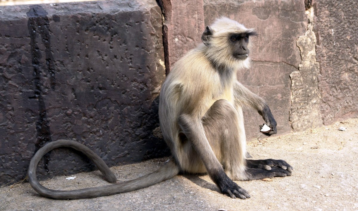 Δαρβινικός φεμινισμός: Καταρρίπτοντας τον μύθο της σεξουαλικής παθητικότητας των γυναικών