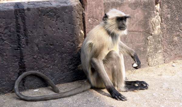 Δαρβινικός φεμινισμός: Καταρρίπτοντας τον μύθο της σεξουαλικής παθητικότητας των γυναικών