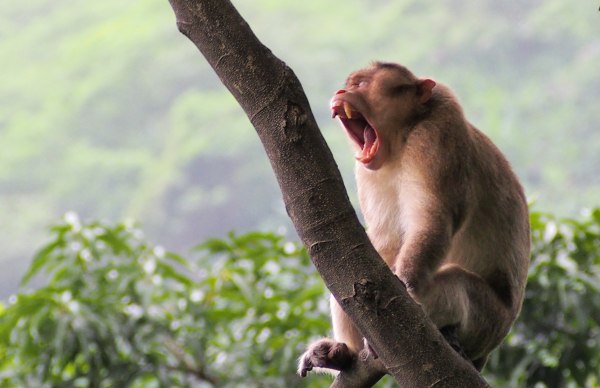 Φρίκη στην Ινδία: Οργισμένο «κοπάδι» από μαϊμούδες επιτέθηκε και σκότωσε άνδρα [βίντεο]