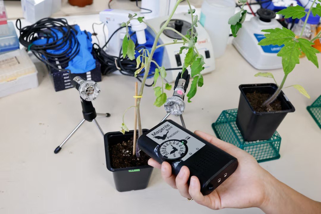 Οι ερευνητές ηχογράφησαν τις τοματιές με ευαίσθητα μικρόφωνα (Reuters/Amir Cohen)