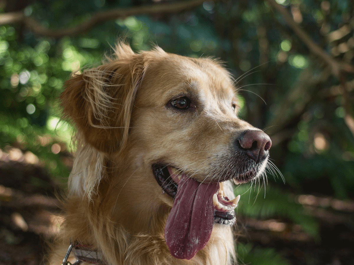 Ο σκύλος «μιλάει» και όταν λαχανιάζει – Ξέρετε τι σας «λέει»;
