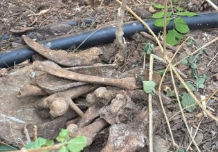 Παράνομο νεκροταφείο ζώων στο Άλσος Χωροφυλακής – Κουφάρια και οστά δίπλα σε σημεία που παίζουν παιδιά [vid]