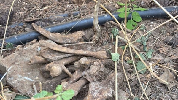 Παράνομο νεκροταφείο ζώων στο Άλσος Χωροφυλακής – Κουφάρια και οστά δίπλα σε σημεία που παίζουν παιδιά [vid]