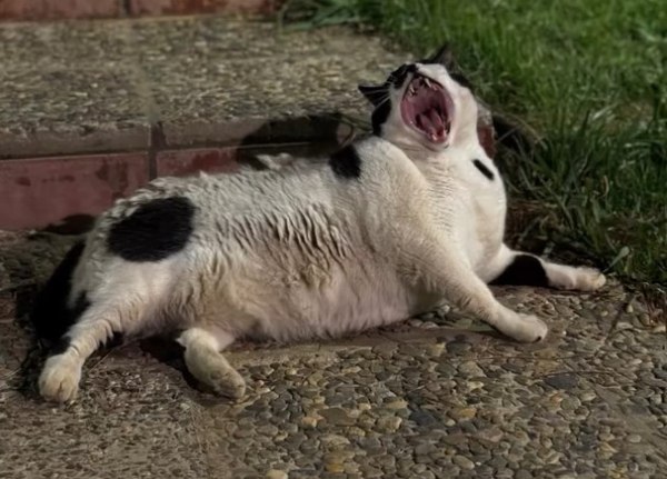 Chonkus Maximus: H viral γάτα που κρυβόταν από τα φώτα της δημοσιότητας (με κίνδυνο της ζωής της) βρήκε σπίτι