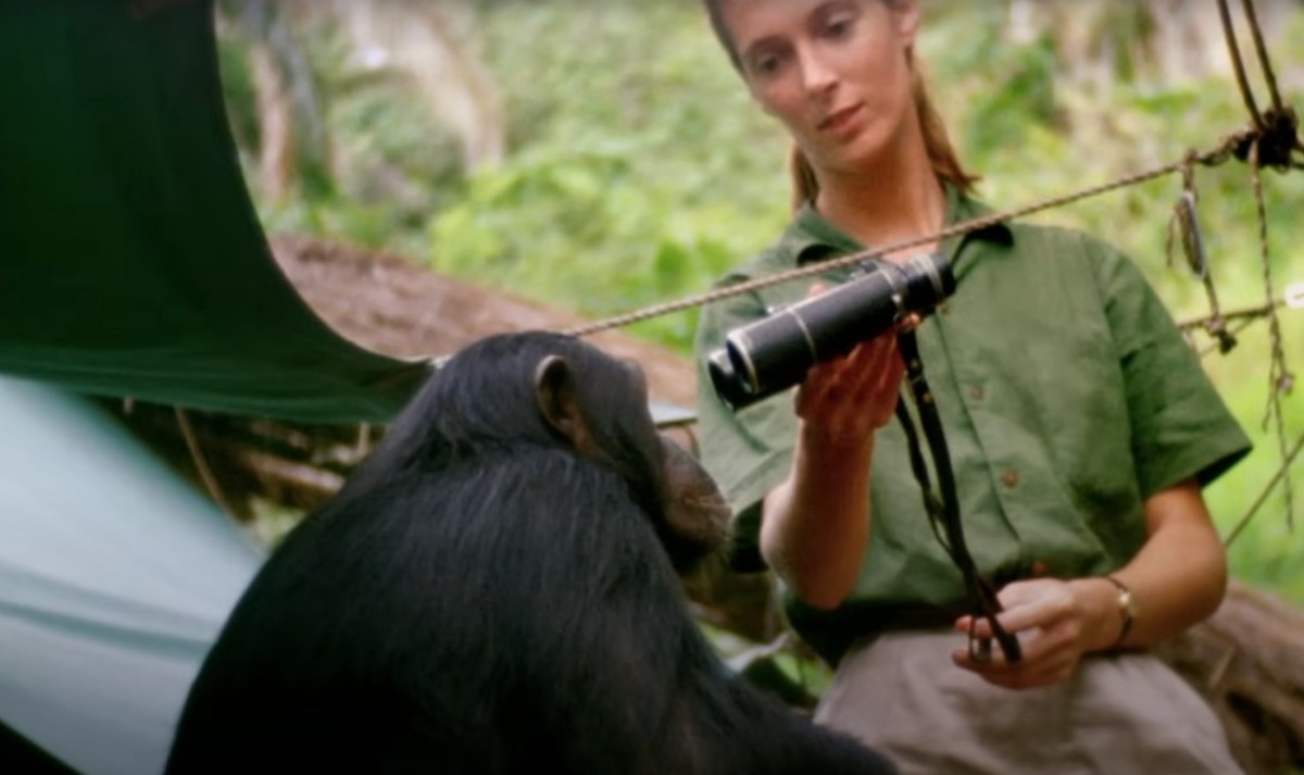 «Κρατιούνται χέρι-χέρι, αγκαλιάζονται»: Η γυναίκα που άλλαξε την άποψή μας για τους χιμπατζήδες – και τους ανθρώπους