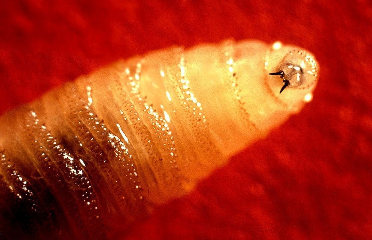 Οι προνύμφες της κοχλιόμυγας τρέφονται με ζωντανή σάρκα (John Kucharski)