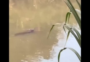 Ινδονησία: Κροκόδειλος άρπαξε 53χρονο σε ποτάμι ενώ κολυμπούσε [βίντεο]