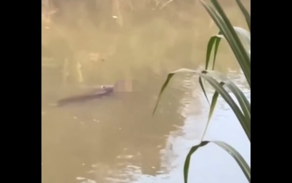 Ινδονησία: Κροκόδειλος άρπαξε 53χρονο σε ποτάμι ενώ κολυμπούσε [βίντεο]