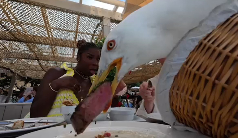 Κάννες: Γκουρμέ γλάρος βούτηξε φιλέτο 100 δολαρίων από ζευγάρι που έτρωγε