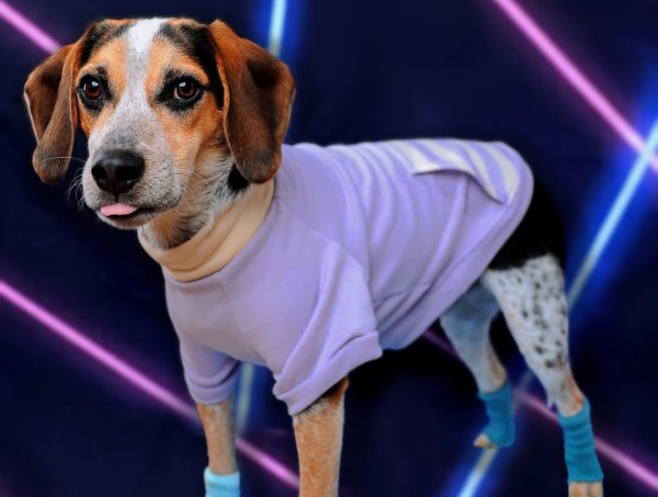 Ο σκύλος που έγινε DJ: Ο Jude κάνει «παραγγελιές» στην Alexa