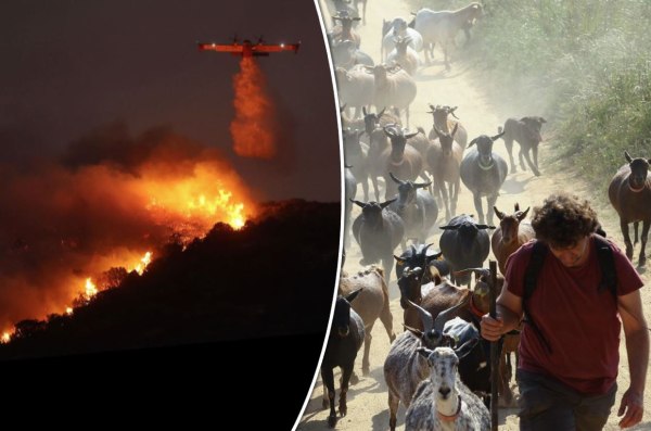 Ένα νέο και φυσικό όπλο της ΕΕ εναντίον των πυρκαγιών… οι κατσίκες