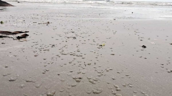 Βραζιλία: «Εξαφανίστηκε» η θάλασσα σε παραλία – Το σπάνιο φαινόμενο [βίντεο]