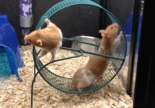 Βαφτίζουν τη σύγχρονη δουλεία δίκαιη εργασία, τη φτώχεια κανονικότητα, την πολιτική ανωμαλία σταθερότητα και ο λαός «ψάχνεται» πριν αναγκαστεί να βάλει στα δόντια την ταυτότητα